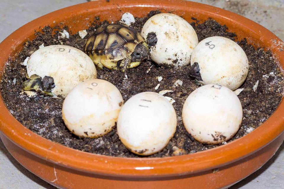 naissance des tortues de terre