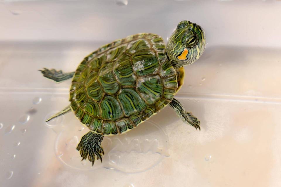 tortue de Floride bébé
