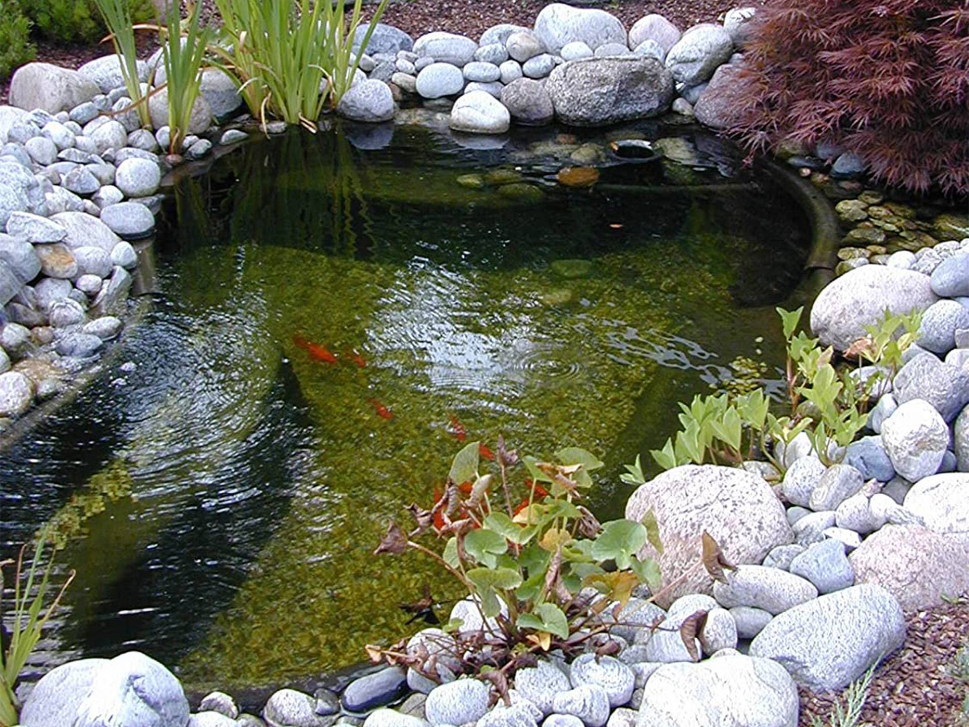 Mini bassin de jardin pour tortue d'eau 145 litres Apollo première