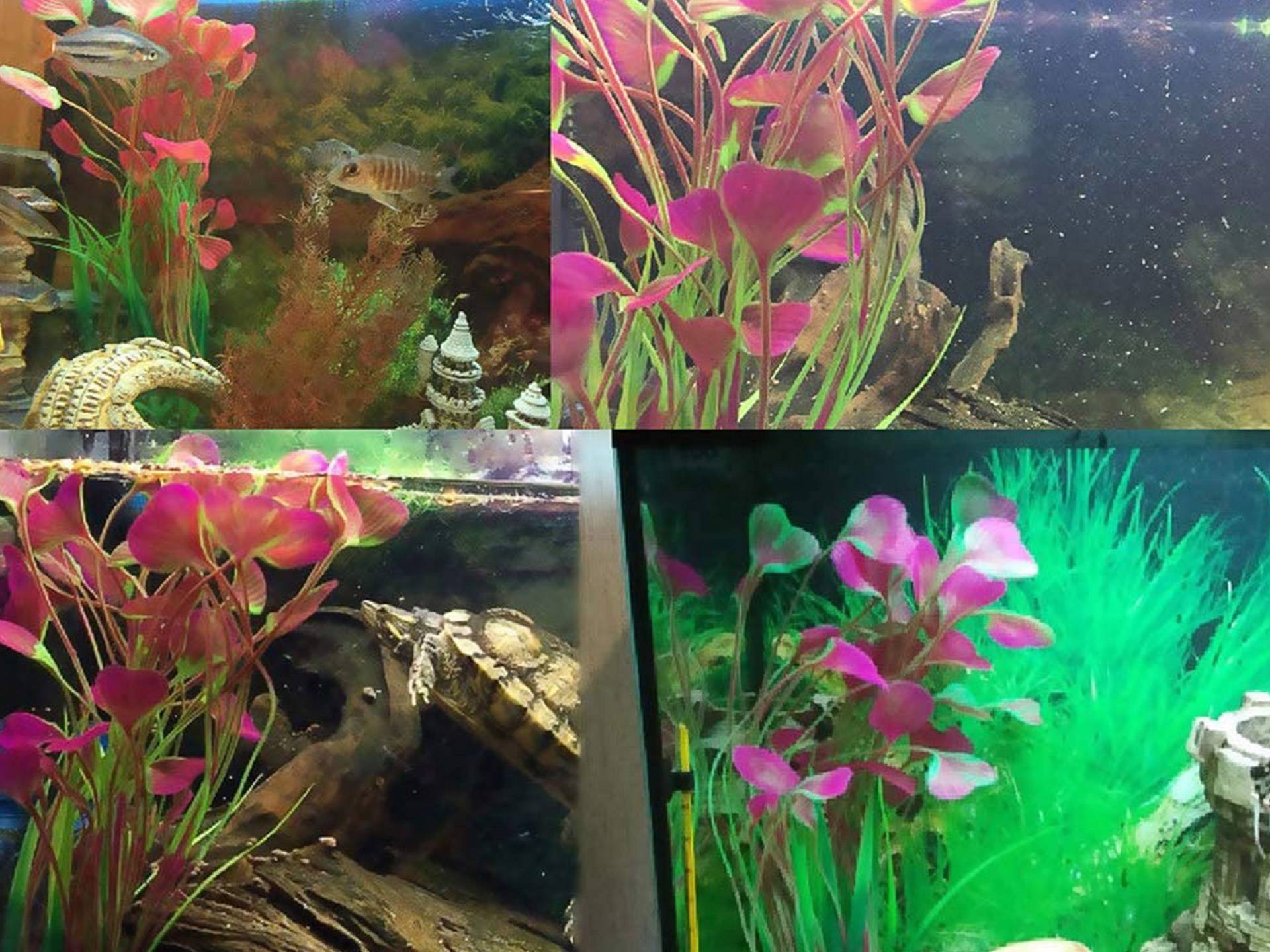 Lot de 2 plantes synthétiques d'aquarium Yuip neuvième